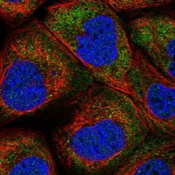 LARP2 Antibody, Novus Biologicals:Antibodies:Primary Antibodies